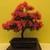 Bonsai Japanese Satsuki starters 6 thumbnail