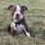 Boston Terrier Puppies 5 thumbnail