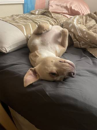 Skully (dulce perra pequeña) (cuota de reubicación de 50 dólares por seguridad) (Renton)63869711983875120