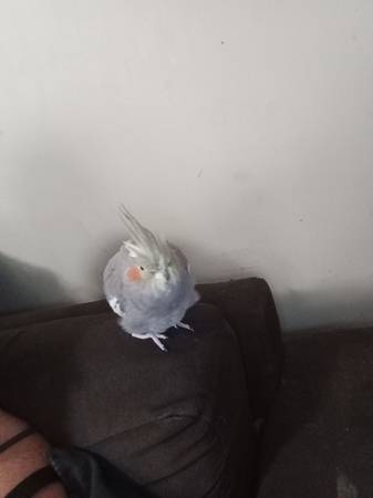 Cockatiel (Mobile)63920391046787121