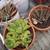 PLANT-LARGE STAG FERN IN CLAY POT 16 thumbnail