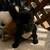 French bulldog rehome 9 thumbnail