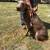 Doberman pup 5 thumbnail