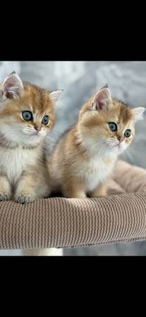 Kittens  4  left (Tacoma)63874560760323123