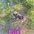CATAHOULA CURR PUPPIES 1 thumbnail