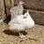 Peafowl 9 thumbnail