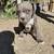rehoming american pit x boxer puppies 8 thumbnail