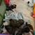Shih Tzu pups rehoming 2 females 9 thumbnail