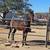 Arabian Gelding broke 3 thumbnail