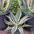 Agave Americana Yellow-Green Century Plant 1 thumbnail