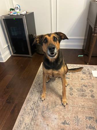 Doberman / Shepard mix - 7yo 1