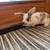 Holland Lop Bunnies 5 thumbnail