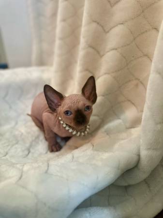 Sphynx (Houston)63859315557123123