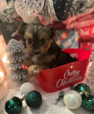 Female Yorkie 1
