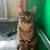 Tabby/bengal cat 2 thumbnail