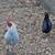 Serama Bantam Hatching Eggs 2 thumbnail