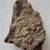 Fossil Seashells & Sea Creatures 7 thumbnail