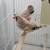 English zebra finch text only 3 thumbnail