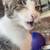 Lost Cat 4 thumbnail