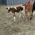 Mini Zebu Cows 5 thumbnail