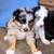 Aussie puppies 2 thumbnail