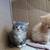 Kittens 2 thumbnail