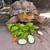 Bonded Pair of Male Sulcata Tortoises 5 thumbnail