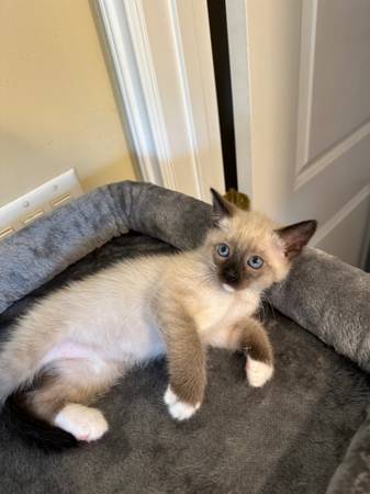 Kittens Siamese (Orange Park)63682104569857121