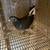 Pigeons 2 thumbnail