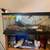 Gecko tank full set up fully automated water and light system+plant light+isopod 1 thumbnail