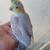 Baby cacatiel tame 2 thumbnail