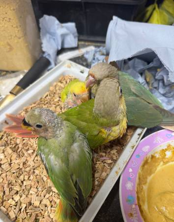 All Conures available 1