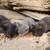 Kittens 7 thumbnail