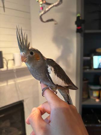 Cacatúas grises (Seattle - Beacon Hill)63688881274371121