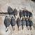 GHG black duck decoy 1 thumbnail