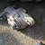 2008-2009 G8 GT DIFFERENTIAL LOW MILES 1 thumbnail