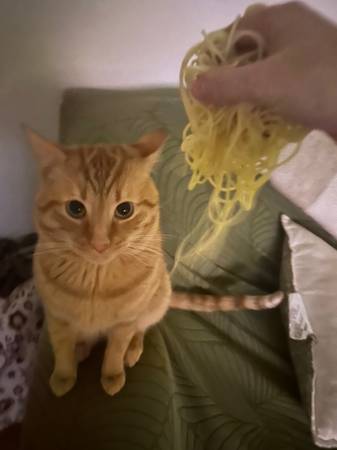 Free cats (Lakewood)63872020281347122