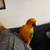 Sun Conure 4 thumbnail