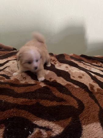 Adorable puppy (san leandro)63941478246659120