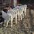 Boer goats 1 thumbnail