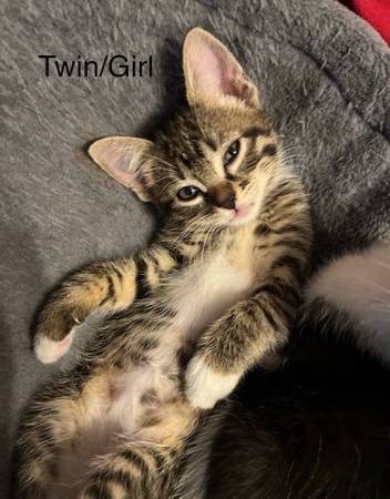 Free Beautiful Kittens (Lynnwood)63862434575233120