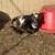 Nigerian dwarf goats 8 thumbnail