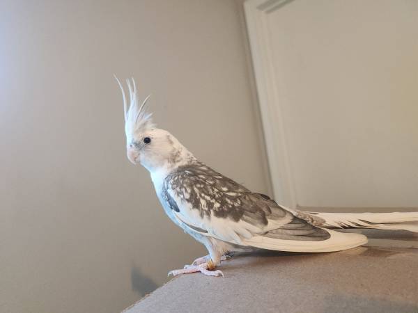 Cockatiel - sexo desconocido (Burien)63853558790401122