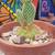 Cactus in pots/ plants 19 thumbnail