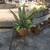 Large Sago Palm 5 thumbnail