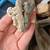 Fossils, Llanite, Artifacts 6 thumbnail