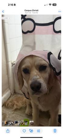 Spaniel cocker macho (Corpus Christi)63622345918595121