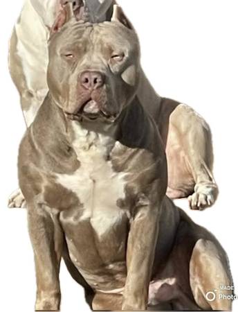 Bully macho UKC Xl (LAKEWOOD)63697527241985122
