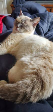 Missing Senior Cat (Normandy Park)63612205262339121