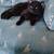 Missing cat 1 thumbnail